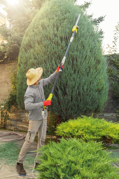 Best Lawn Pest Prevention  in Fallon, NV